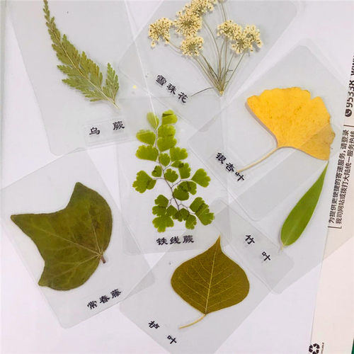 天然植物标本 塑封树叶 植物书签 压花贺卡 银杏叶干花书签 - 图0
