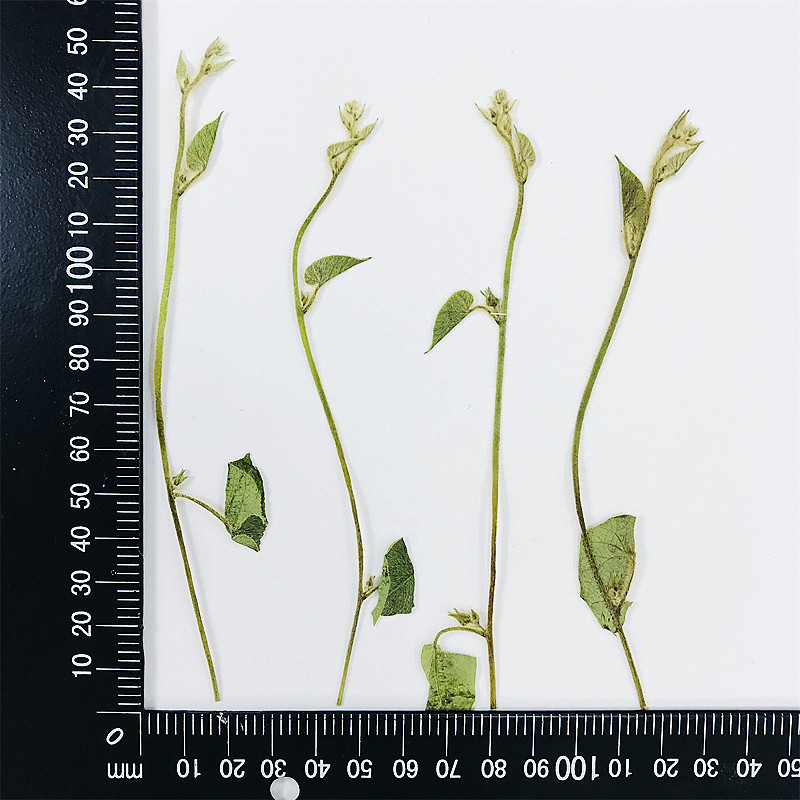 牵牛藤叶干花贴画框装饰画diy滴胶饰品植物教学标本灯罩压花相框,淘宝优惠券,粉丝福利购,淘宝优惠卷