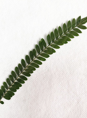 合欢叶 干树叶植物标本diy手工贴画装饰滴胶手机壳干花压花相框
