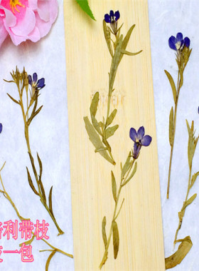 六倍利 押花压花花材diy手工材料滴胶干花植物教学标本天然真花