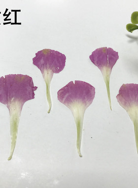 押花画diy干花永生花香薰材料