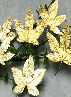 枫叶diy干花材料植物标本真花