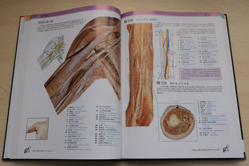 McMinn和Abraham临床人体解剖学图谱(第7版)(英)彼得.亚伯拉罕等编中英文对照人体解剖学图谱全译天津科技翻译出版有限公司正版书-图3