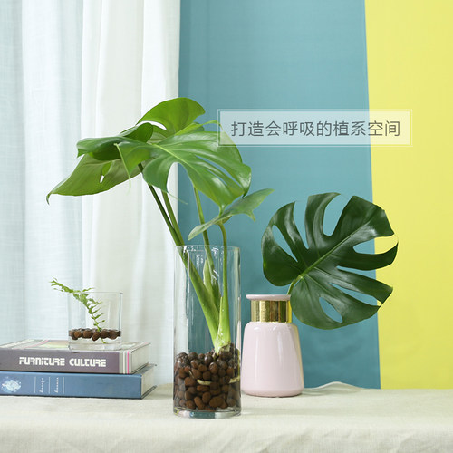 水培植物龟背竹带根室内好养客厅落地水养植物室内大叶绿植易养活 - 图2