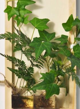 简约墙面实木壁挂饰画框水培创意绿植真花易养客厅书房家居装饰