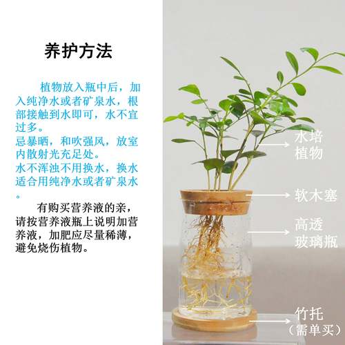 水培植物鸭脚木琴叶榕袖珍椰子室内桌面办公室绿植好养室内小盆栽 - 图1