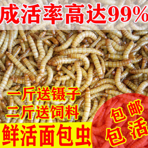 面包虫活体黄粉虫活虫鹦鹉鱼乌龟金龙鱼画眉鸟石蛙饲料包邮