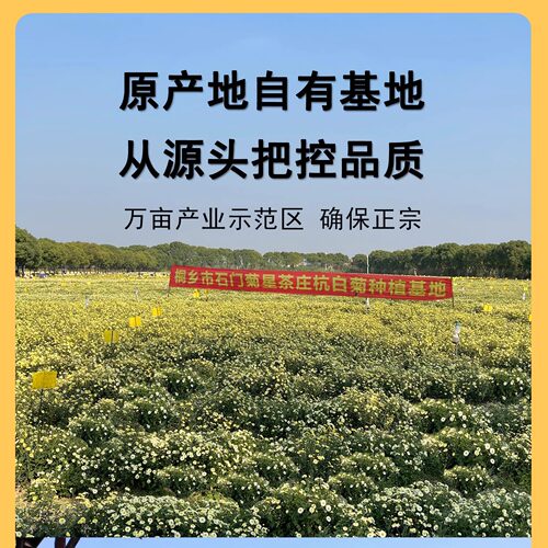 正宗头采桐乡胎菊王 杭白菊菊花茶无硫正品杭州贡菊杭菊散装500克 - 图1