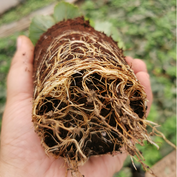 四季草莓苗盆栽带盆带土家庭阳台种植奶油天使草莓秧子地栽草莓苗-图0