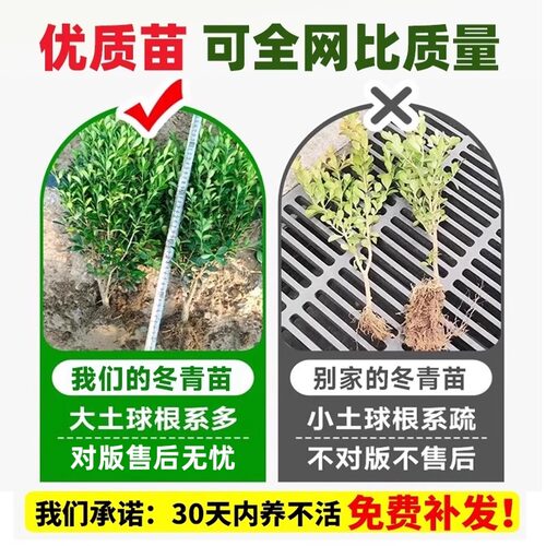 冬青树苗庭院围墙篱笆植物耐寒耐旱北海道大叶黄杨绿化苗四季常青 - 图1
