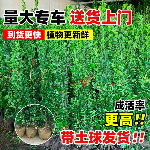 冬青树苗庭院围墙篱笆植物耐寒耐旱北海道大叶黄杨绿化苗四季常青 - 图0