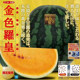 Golden Luohuang watermelon seeds have high germination rate in all seasons