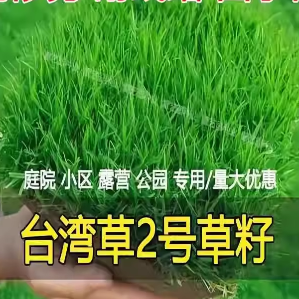 台湾2号草籽草坪种子结缕草矮生四季青种子台湾青草籽台湾草草种 - 图2