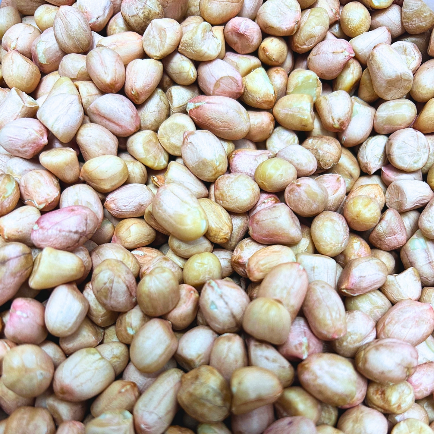 【25年新货】山东新鲜花生手工现扒农家特产净重1斤装,淘宝优惠券,粉丝福利购,淘宝优惠卷