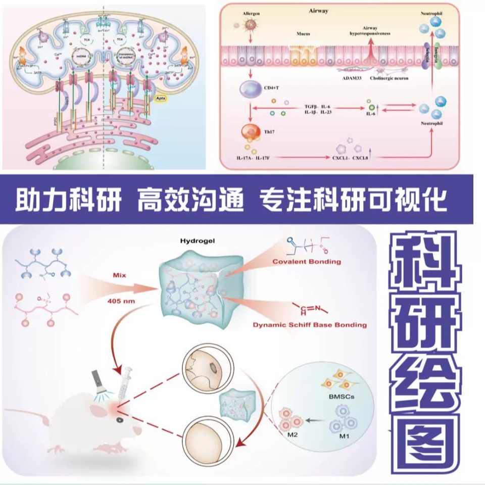 SCI科研绘图代画生物医学插图画图机制图流程图图形摘要封面美化 - 图1