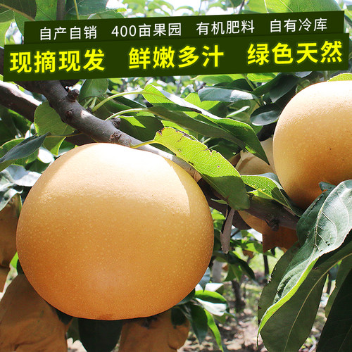 八年老店精品脆甜秋月梨新鲜水果原产地包邮山东特产日本引种 - 图0