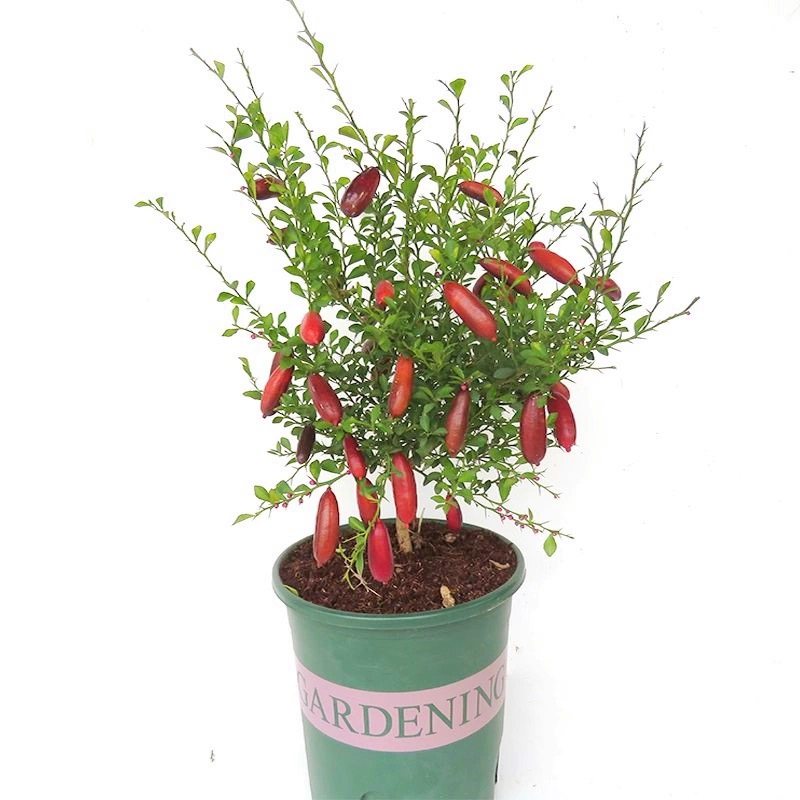 手指柠檬树苗澳洲新品种柠檬苗嫁接香柠当年结果精选种植盆栽地栽,淘宝优惠券,粉丝福利购,淘宝优惠卷