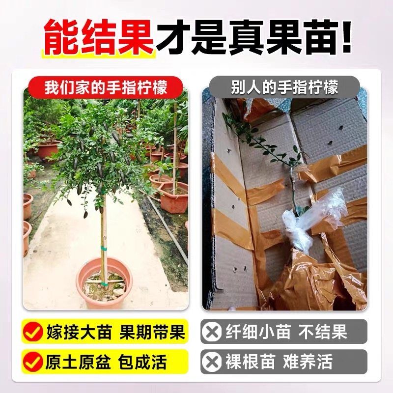 手指柠檬树苗澳洲新品种柠檬苗嫁接香柠当年结果精选种植盆栽地栽,淘宝优惠券,粉丝福利购,淘宝优惠卷