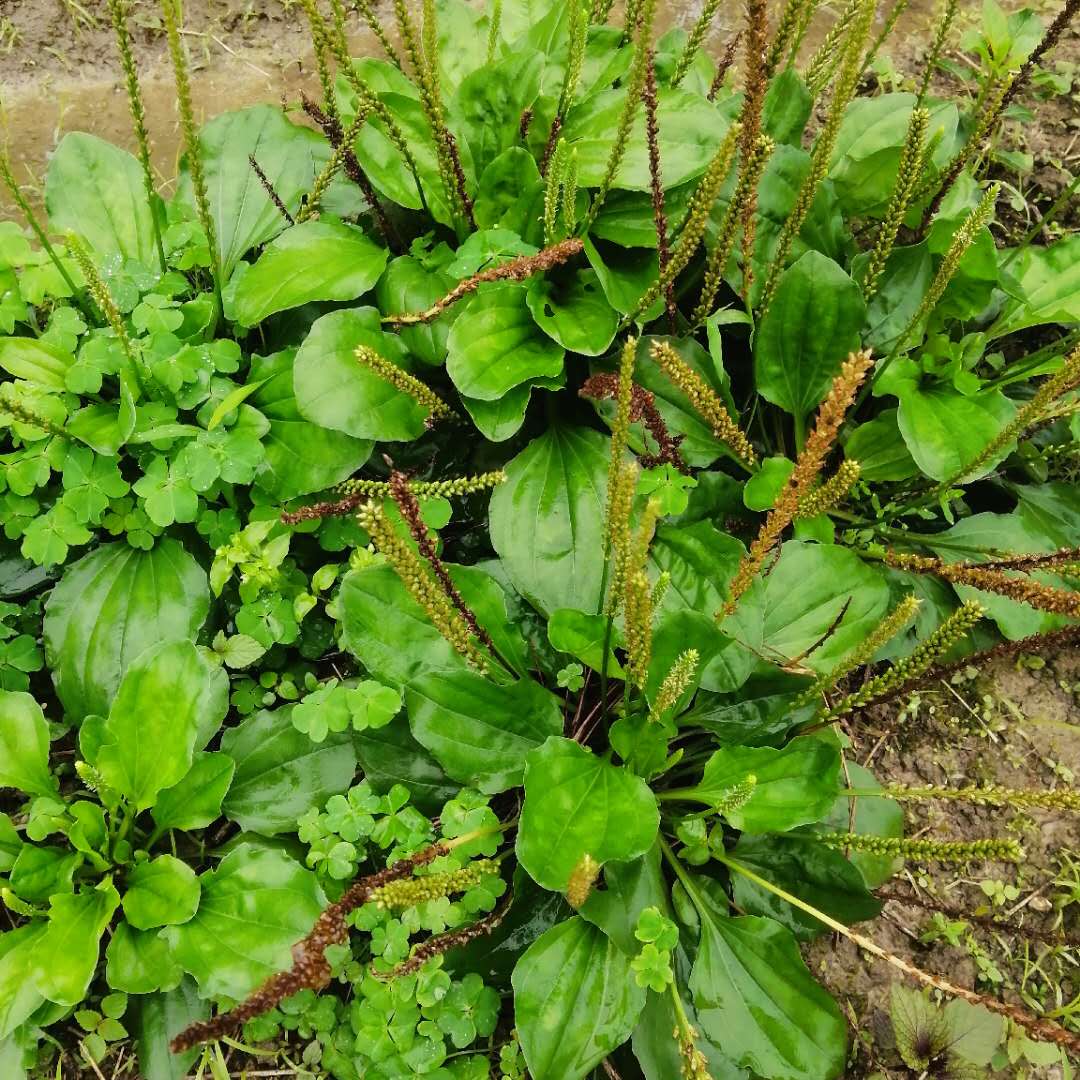 新鲜车前草纯天然农家溜滑菜车前草茶整颗带根车前子食用广东凉茶 - 图0