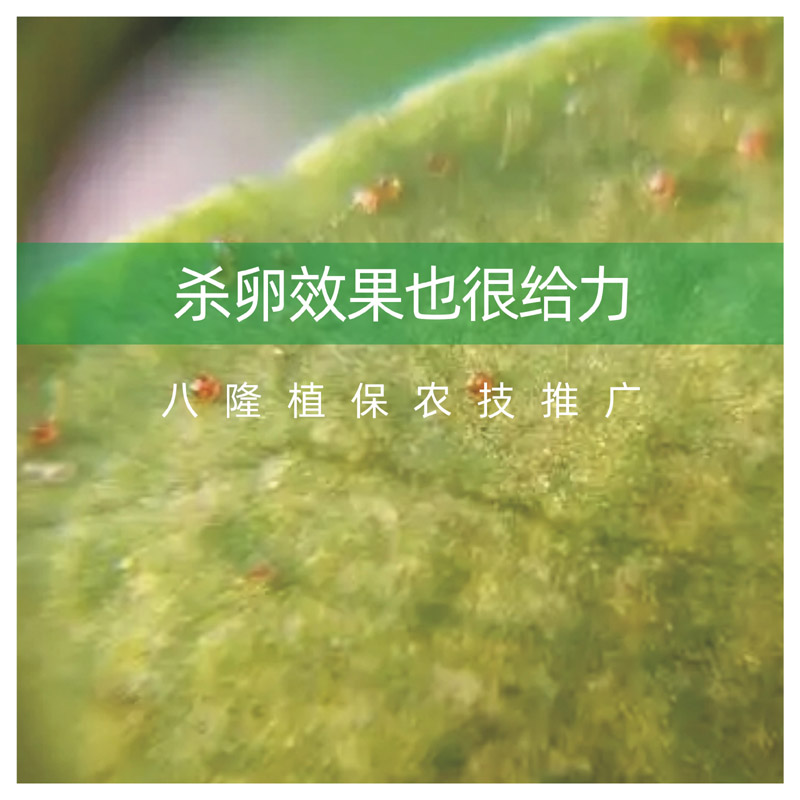 八隆植保丙溴磷阿维菌素螺螨酯柑橘红蜘蛛组合杀虫杀螨卵剂持效长 - 图2