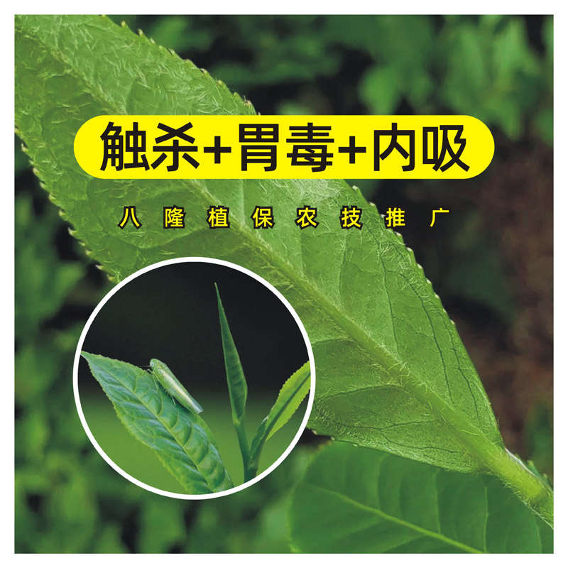 噻虫高氯氟柑橘果树蔬菜蓟马蚜虫绿叶蝉木虱卷叶虫钻心虫杀虫剂-图1