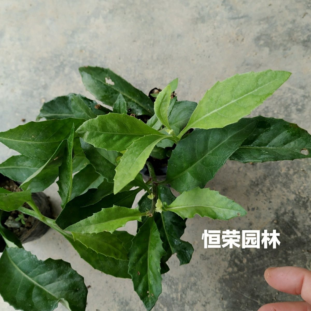 金鸡毛草神奇救命草白子菜苗鸡菜苗富贵菜尼基罗草苗明月草苗 - 图3