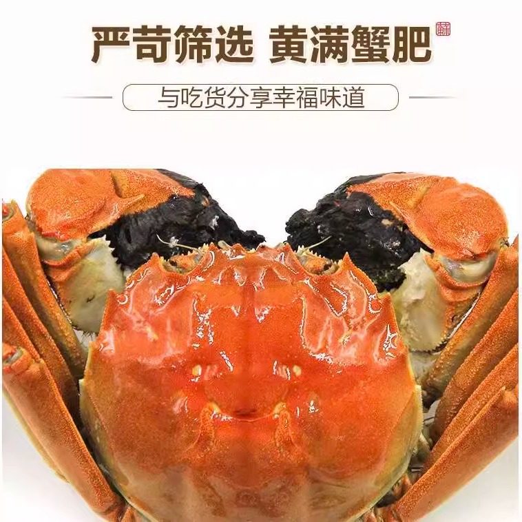 高淳固城湖大闸蟹鲜活特大螃蟹全母去绳净重3.5两礼盒装6/8/10只,淘宝优惠券,粉丝福利购,淘宝优惠卷