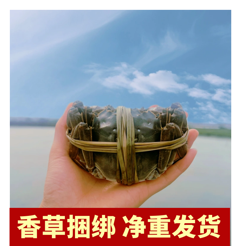 断腿断脚蟹固城湖大闸蟹特大残次鲜活螃蟹母蟹净重2.5两-2.8两8只,淘宝优惠券,粉丝福利购,淘宝优惠卷