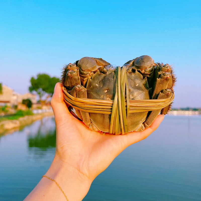 特大号残蟹鲜活大闸蟹断脚残次残疾蟹公4.5两母3.5两6只顺丰包邮,淘宝优惠券,粉丝福利购,淘宝优惠卷