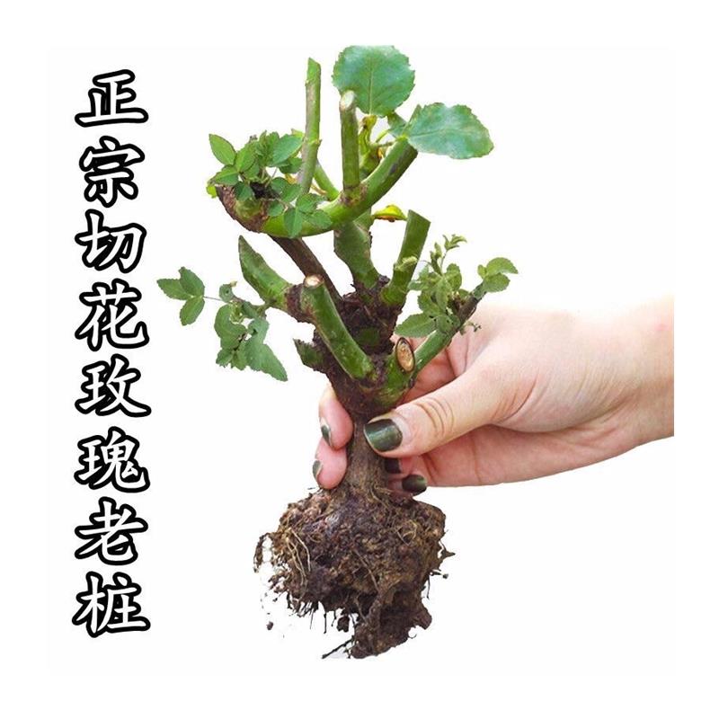 云南新款玫瑰月季绿植老桩花苗花卉大盆栽高端红玫瑰室内外浓香型 - 图3