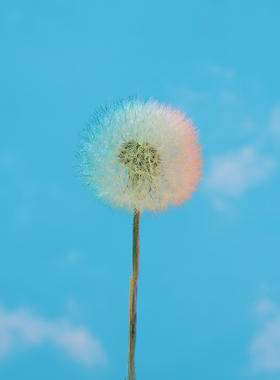 巨型蒲公英彩色干花永生花滴胶花材料手工diy单只拍照花卉装饰品