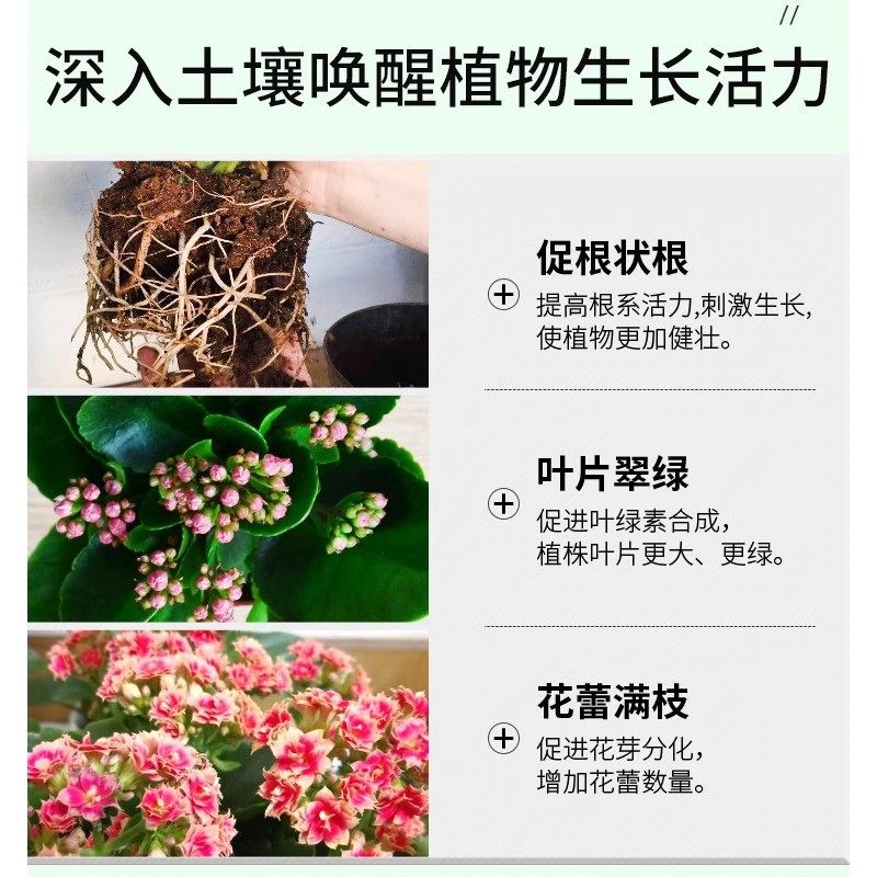 长寿花专用营养液四季催开花延长花期烂根黄叶花色艳免稀释营养液