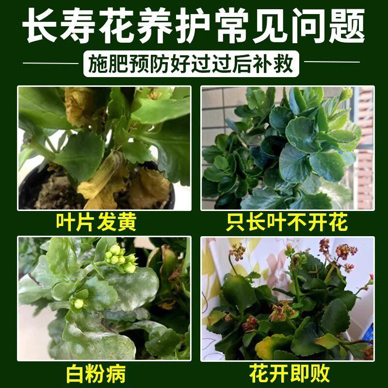 长寿花专用营养液四季催开花延长花期烂根黄叶花色艳免稀释营养液