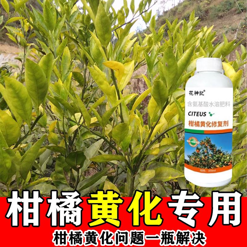 【果树黄化】黄化病专用肥黄叶卷叶黄斑黄龙病果树橙柑橘桔树通用