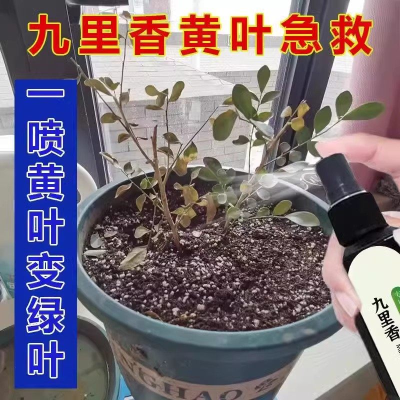 【专治不开花】九里香营养液防卷叶黄叶不开花促花苞专用肥营养液,淘宝优惠券,粉丝福利购,淘宝优惠卷