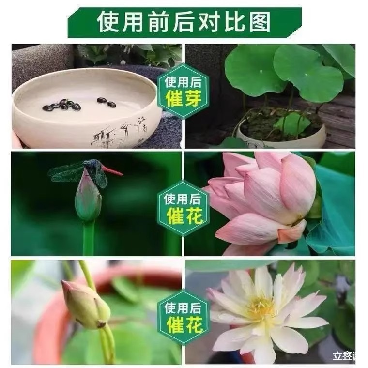 碗莲专用营养液睡莲肥料通用水溶肥水培种子发芽生根促开花防黄叶 - 图2