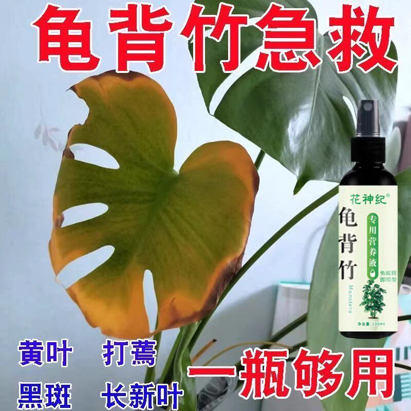 【急救】龟背竹专用营养液黄叶卷叶烂根一喷冒新芽免稀释新型肥 - 图1