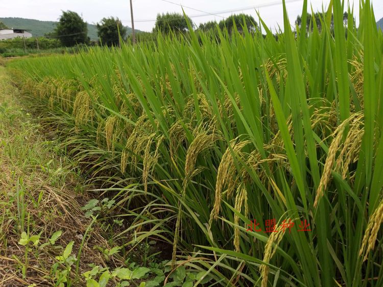 长粒香竹香茉莉香米水稻种子食味金奖猫牙浓香早中晚稻一斤杂交种 - 图3