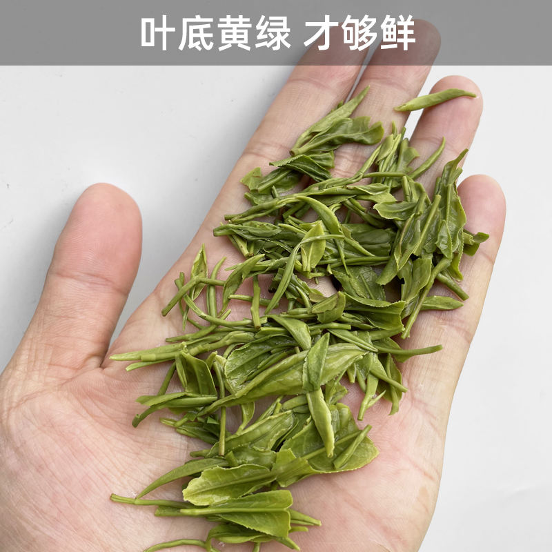 陕西汉中炒青绿茶2024新茶明前毛尖春茶陕南西乡特炒茶叶陕青特级-图2