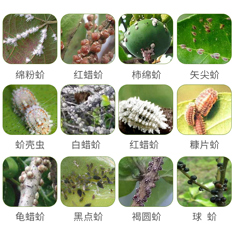 吡虫啉噻嗪酮农药蚧壳虫专用杀虫剂杀扑介果树柑橘介壳虫蚧必治,淘宝优惠券,粉丝福利购,淘宝优惠卷