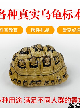 乌龟宠物龟壳代加工定制作剥制标本死后纪念摆件工艺品教学完整体