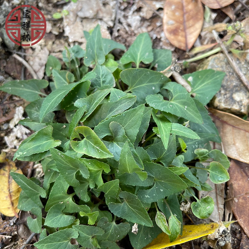 宝祥林犁头草250g新鲜紫花地丁现采挖犁嘴草玉如意心叶堇菜铧头草-图3