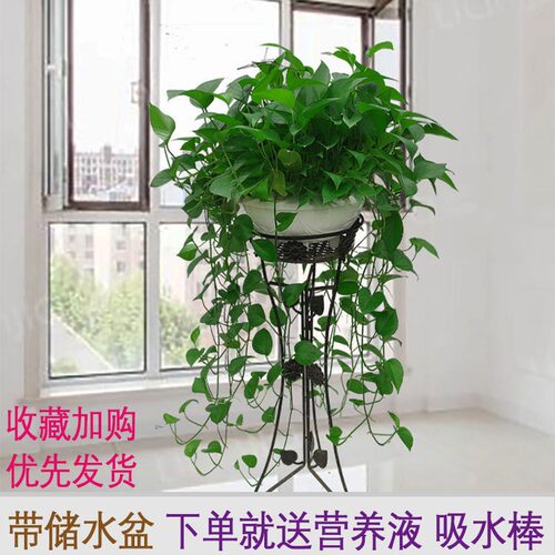 大盆绿萝盆栽室内特大垂吊客厅绿箩长藤款家用除甲醛吊兰新房植物 - 图1