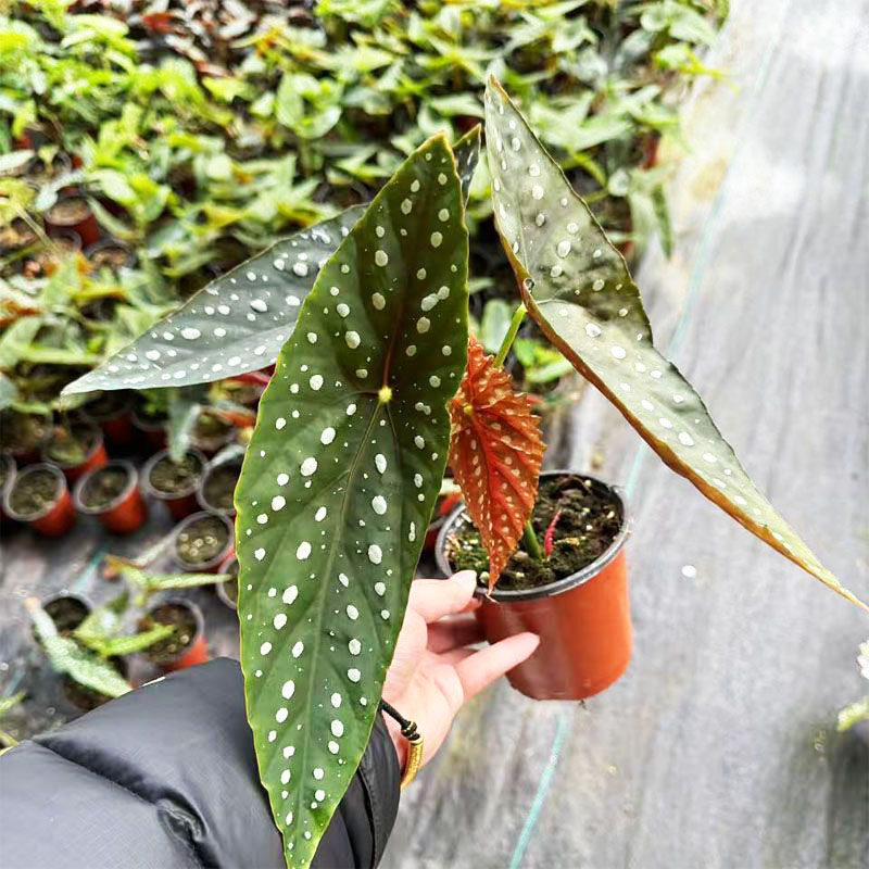 鳟鱼白冰富士山乌头杂网红开花竹节秋海棠室内绿植净化空气办公室,淘宝优惠券,粉丝福利购,淘宝优惠卷