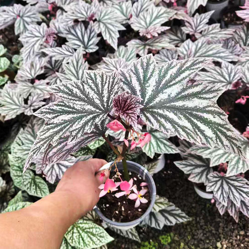 鳟鱼白冰富士山乌头杂网红开花竹节秋海棠室内绿植净化空气办公室 - 图0