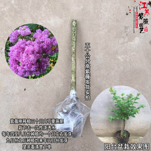 阳台盆栽紫薇花苗满堂红树苗庭院绿化植物痒痒树北方耐寒百日红花 - 图1
