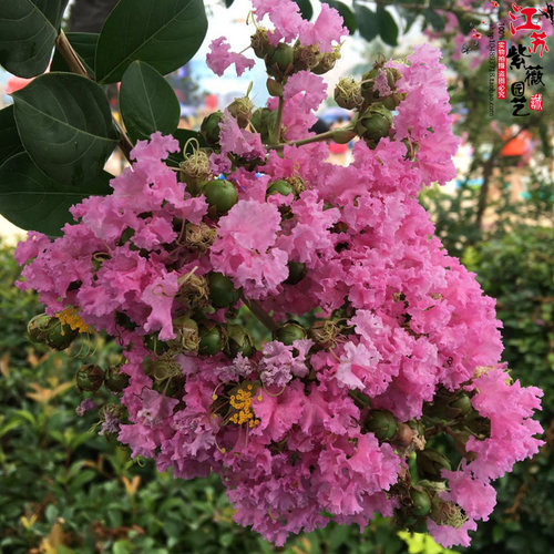 阳台盆栽紫薇花苗满堂红树苗庭院绿化植物痒痒树北方耐寒百日红花 - 图0
