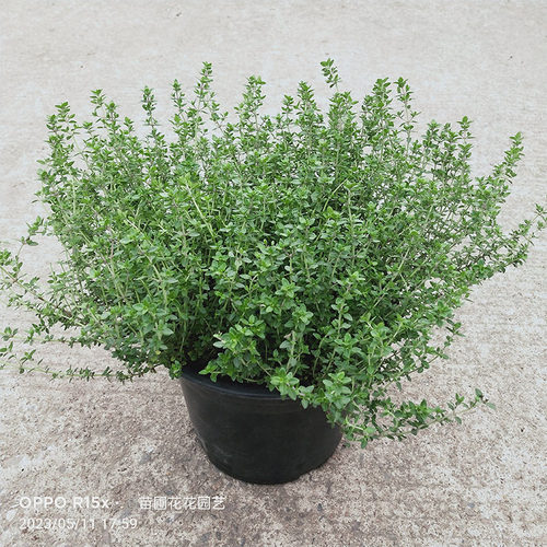 食用香草花苗柠檬罗勒盆栽可食用百里香西餐烘焙小叶薄荷迷迭香甜 - 图0