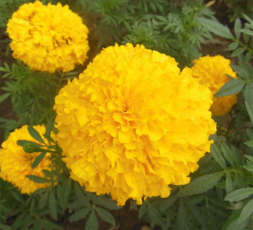 孔雀草种子万寿菊种子臭菊花臭芙蓉全国包邮60/斤黄花波斯菊种子 - 图2