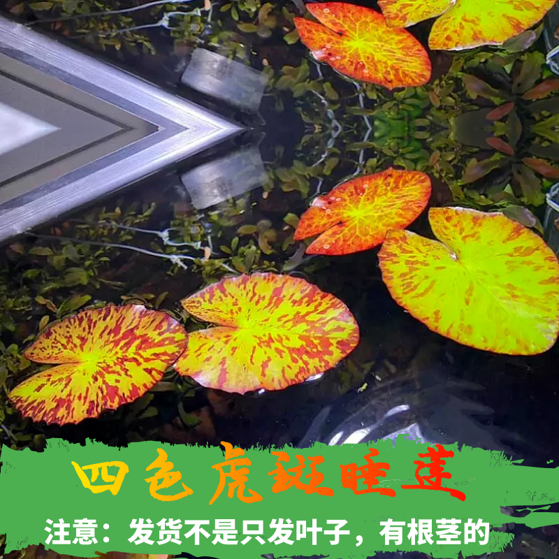 活体水草睡莲浮萍一叶莲肚兜槐叶芝麻圆叶萍净水吸收肥力四季绿植 - 图0